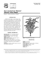 Acer saccharinum 'Skinneri' 'Skinneri' Silver Maple - Environmental ...