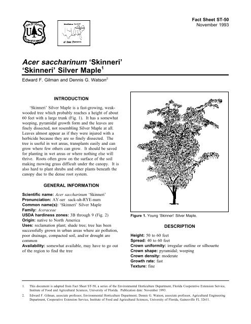 Acer saccharinum 'Skinneri' 'Skinneri' Silver Maple - Environmental ...