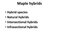 Acer hybrids - The Maple Society