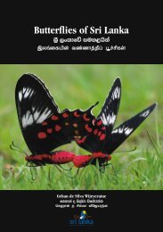 SLTPB GPB Butterflies of Sri Lanka (2010 03 - Jetwing ECO Holidays