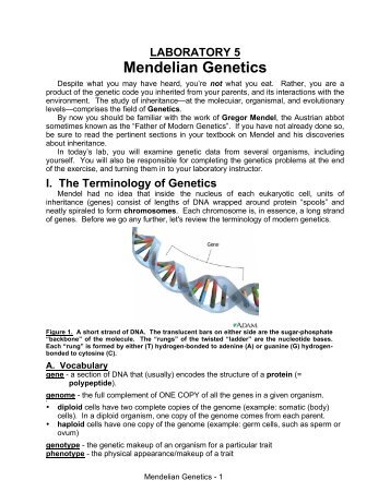 LABORATORY 5 Mendelian Genetics