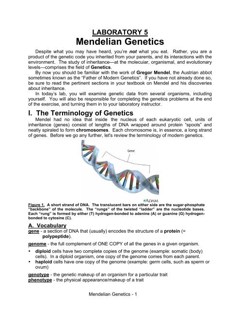 Laboratory 5 Mendelian Genetics