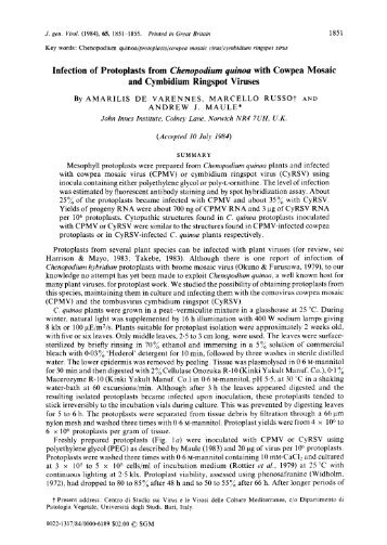 Infection of Protoplasts from Chenopodium quinoa with Cowpea ...