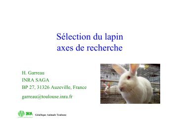 sélection lapin partie 2 - Avicampus