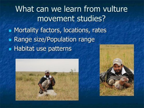 Assessing Movement Patterns for Threatened Vultures in East