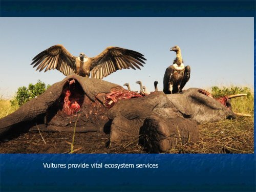 Assessing Movement Patterns for Threatened Vultures in East