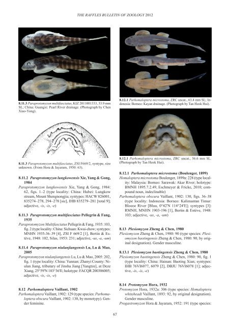 Conspectus cobitidum - Raffles Museum of Biodiversity Research