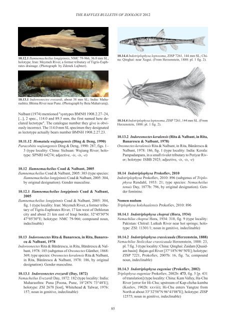 Conspectus cobitidum - Raffles Museum of Biodiversity Research