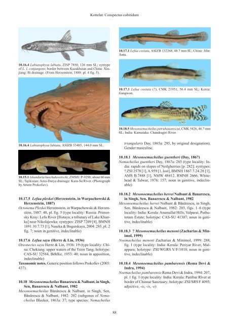 Conspectus cobitidum - Raffles Museum of Biodiversity Research