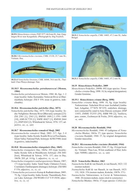 Conspectus cobitidum - Raffles Museum of Biodiversity Research