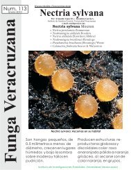 Nectria sylvana - Funga Veracruzana