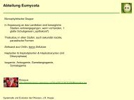 Abteilung Eumycota - Biologie, Universität Ulm