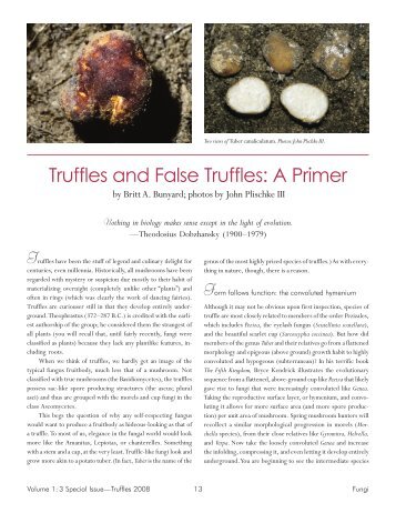 Truffles and False Truffles: A Primer