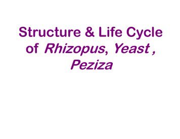 of Rhizopus, Yeast , Peziza