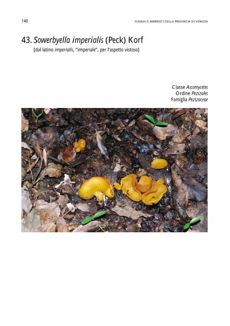 43.Sowerbyella imperialis - settore agricoltura - Provincia di Venezia