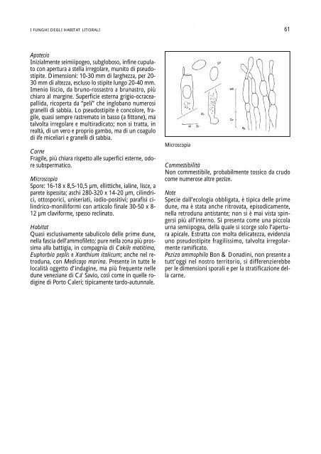 Peziza pseudoammophila - settore agricoltura - Provincia di Venezia