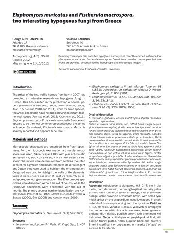 AscomyceteOrg 04-05_AscomyceteOrg