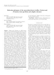 Molecular phylogeny of the mycorrhizal desert truffles ... - Mycologia