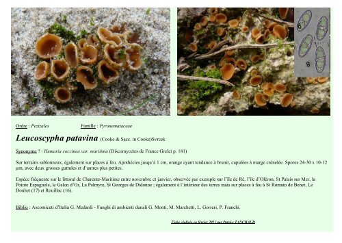Ordre : Pezizales Famille : Pyronemataceae Leucoscypha patavina ...