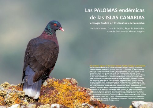 Las PALOMAS endémicas de las ISLAS CANARIAS - IPNA-CSIC