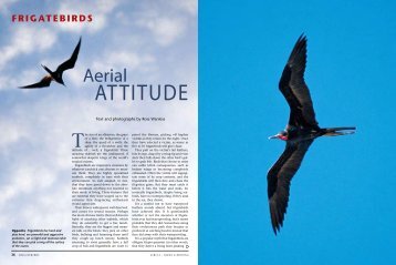 Frigatebirds: aerial attitude.