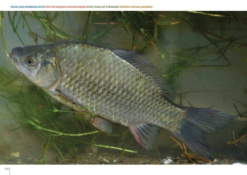 3 Fish biology and anatomy Биологија и анатомија на ... - UNDP