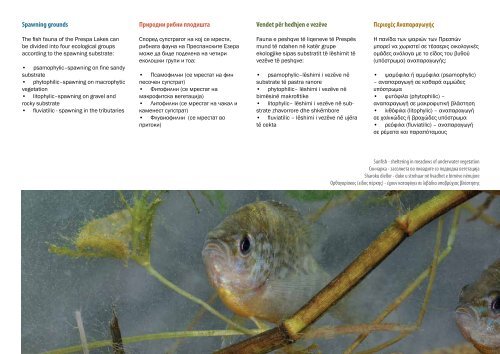 3 Fish biology and anatomy Биологија и анатомија на ... - UNDP