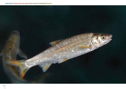 3 Fish biology and anatomy Биологија и анатомија на ... - UNDP