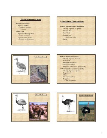 World Diversity of Birds • Superorder Palaeognathae