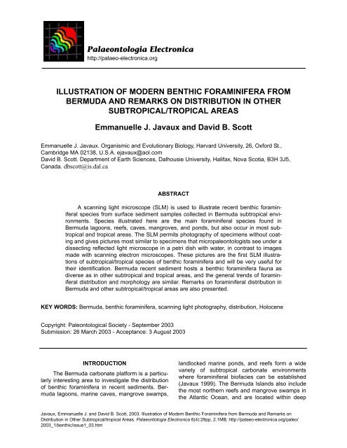 Illustration of Modern Benthic Foraminifera from Bermuda and ...