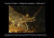 Common Prawn – Palaemon serratus – 60mm/2.5''