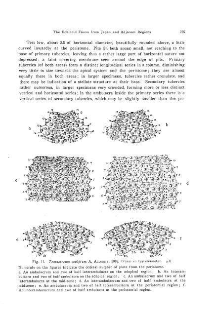 the echinoid fauna from japan and adjacent regions part i