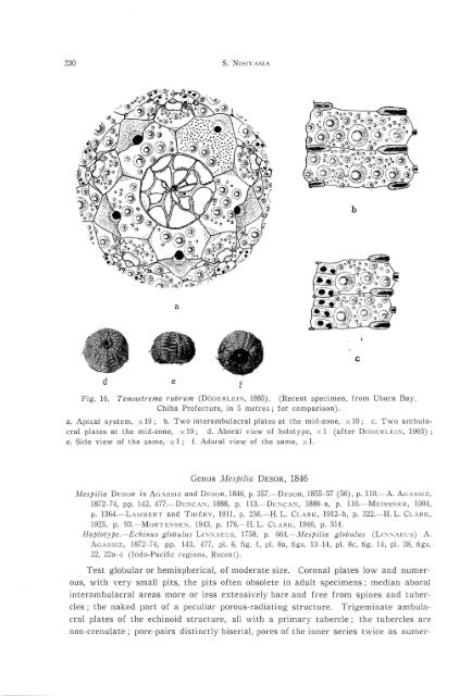 the echinoid fauna from japan and adjacent regions part i