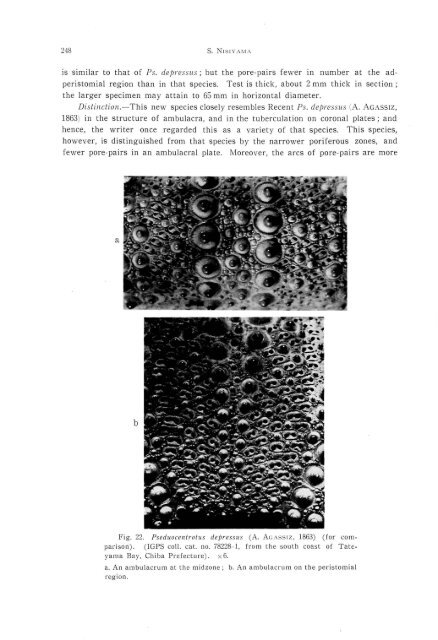 the echinoid fauna from japan and adjacent regions part i