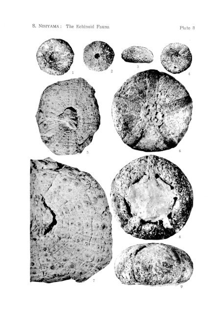 the echinoid fauna from japan and adjacent regions part i