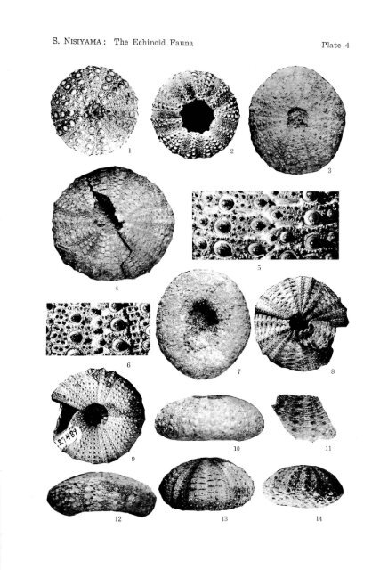 the echinoid fauna from japan and adjacent regions part i