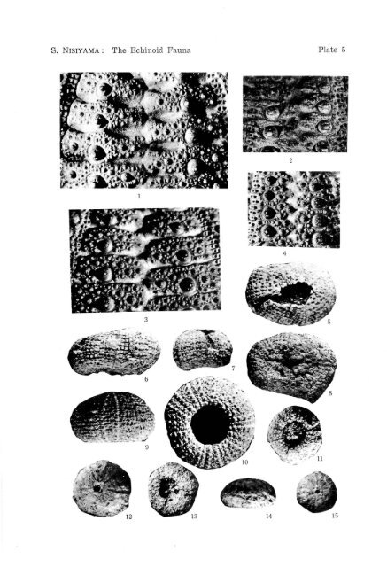 the echinoid fauna from japan and adjacent regions part i