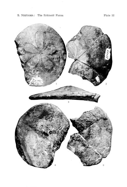 the echinoid fauna from japan and adjacent regions part i