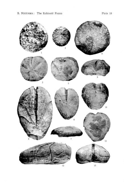 the echinoid fauna from japan and adjacent regions part i