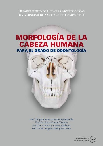 Morfología de la cabeza humana - Lacer Odontología