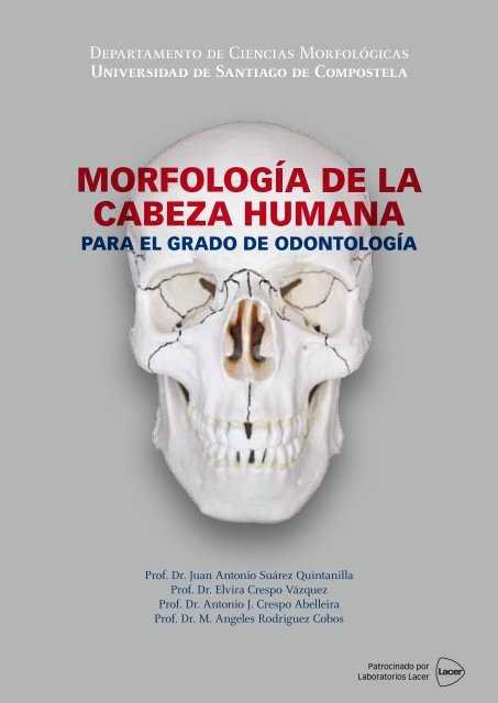 Morfología de la cabeza humana - Lacer Odontología