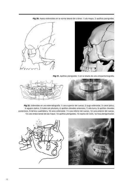 Morfología de la cabeza humana - Lacer Odontología