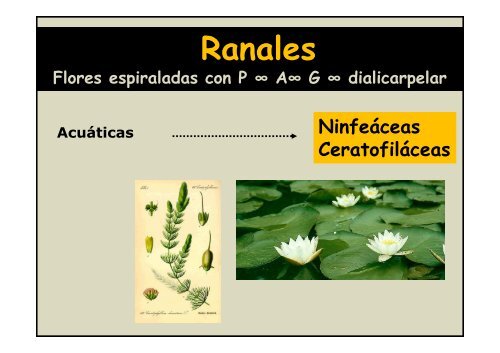 Ordenes Ranales – Parietales - Malvales