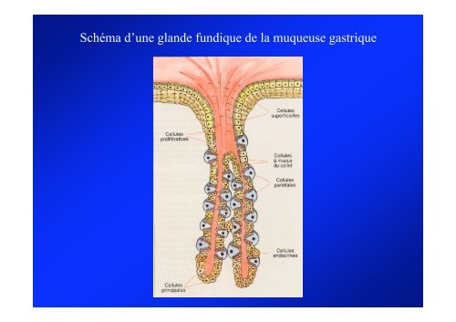 Physiologie de la sécrétion acide gastrique - Hepato Web