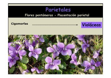 Parietales: Flores pentámeras-Placentación parietal
