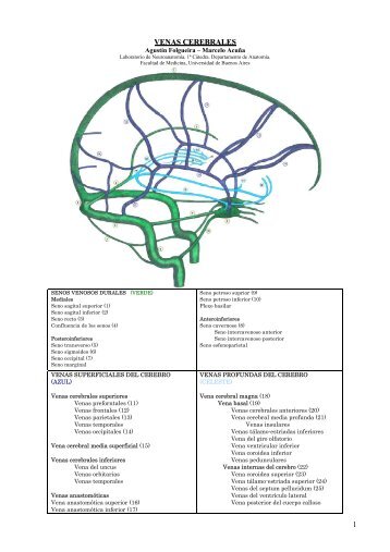 Venas cerebrales - Facultad de Medicina Virtual