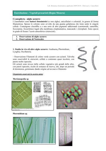 Protocollo Esercitazioni