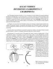 Divisiones Chlorophyta y Charophyta - Centro Jardín Botánico de ...