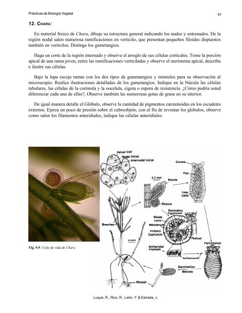 Divisiones Chlorophyta y Charophyta - Centro Jardín Botánico de ...