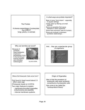 Protists